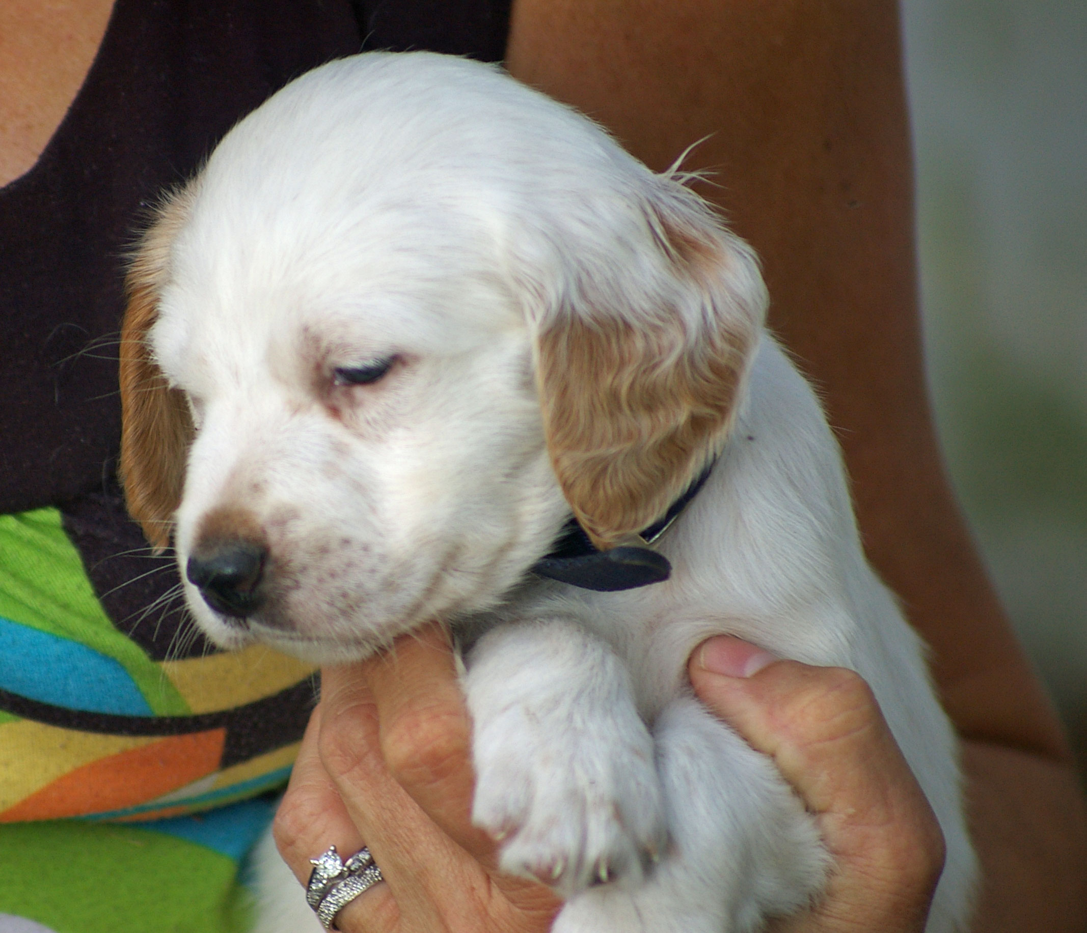 English Setter Puppies For Sale