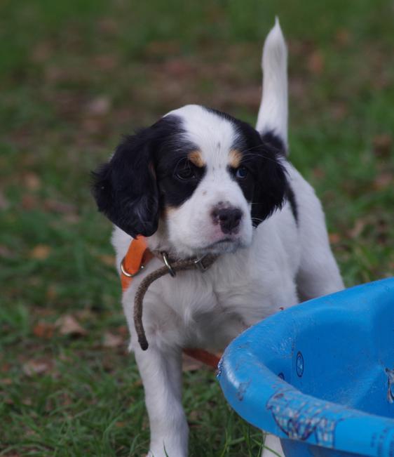 English Setter puppies for sale